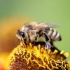 Sylke:  Biene