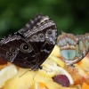 Felfrie: Schmetterlinge auf Früchten