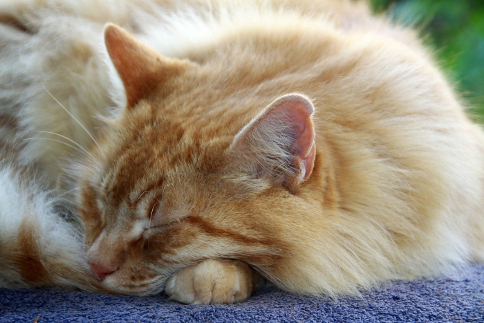Felfrie: Schlafende Katze