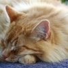 Felfrie: Schlafende Katze