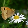 Bussi: Schmetterling