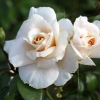 Felfrie: Zwei Rosen