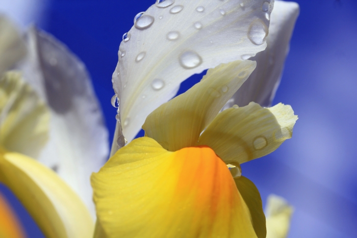 Sylke: Blütenblätter mit Regentropfen