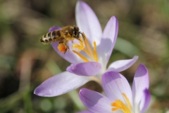 Sylke: Krokus und Biene