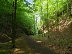 Rosenkohl: Waldweg bei Eisenach