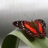 Felfrie: Schmetterling