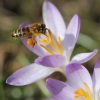 Sylke: Krokus und Biene