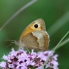 Felfrie: Schmetterling