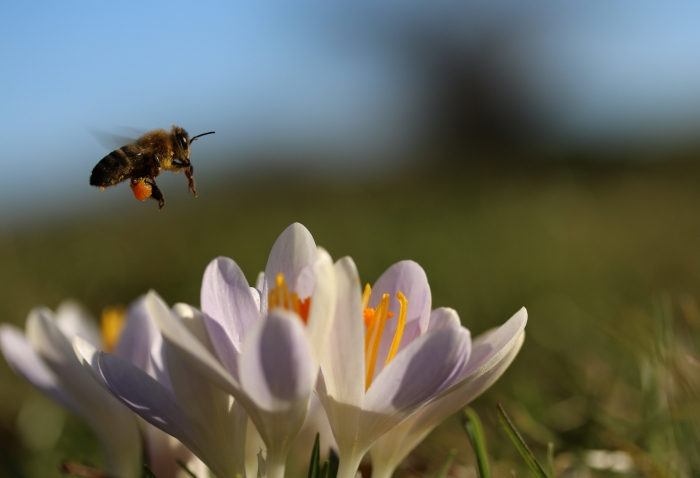 Sylke: Erste Biene und Krokusse Anfang März