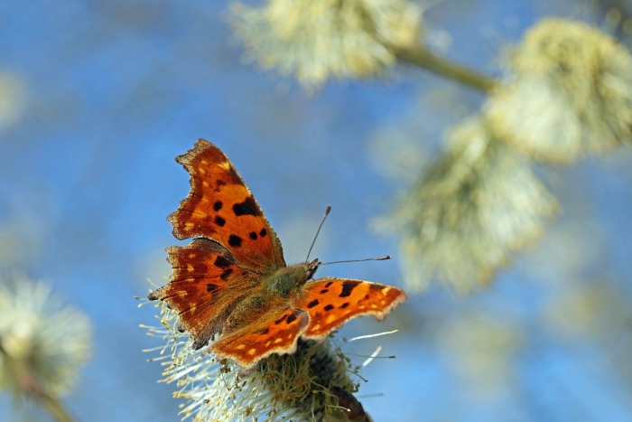 Sylke: Schmetterling im Frühling