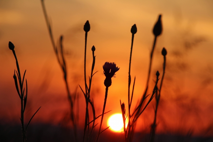 Sylke: Kornblume bei Sonnenaufgang