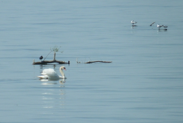 Graziella: Wasservögel im Bodensee
