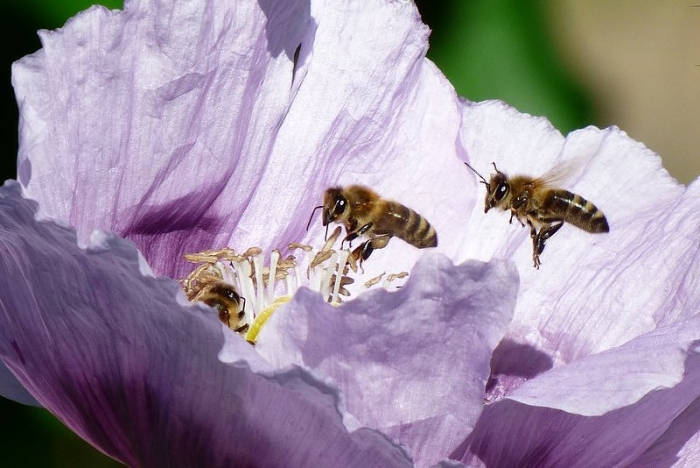 Bussi: Zwei Bienen im Anflug