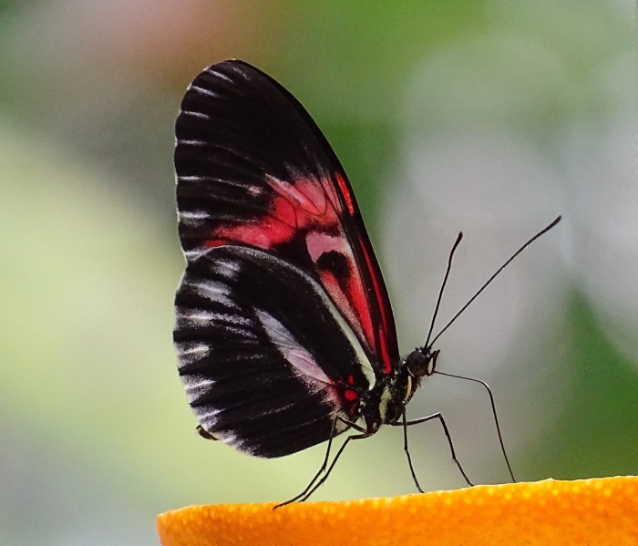 Quassel: Exotischer Schmetterling