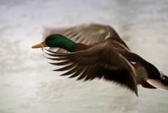 Sylke: Flug einer Ente