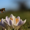Sylke: Erste Biene und Krokusse Anfang März