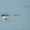 Graziella: Wasservögel im Bodensee