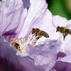 Bussi: Zwei Bienen im Anflug