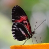 Quassel: Exotischer Schmetterling