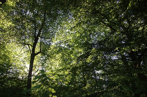 Wald