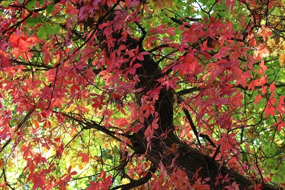 Herbst