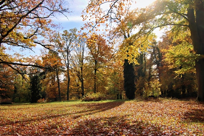 Herbstwald Herbstwald