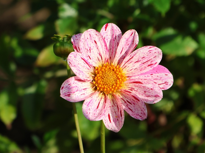 Dahlie und Knospe