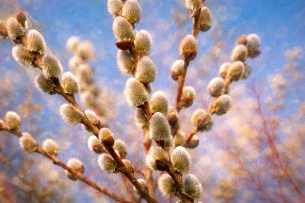 Weidenkätzchen