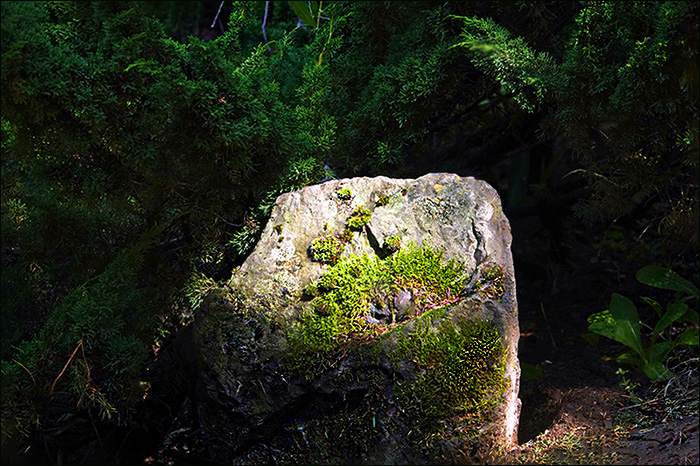 Geheimnisvoller grosser Stein im Wald
