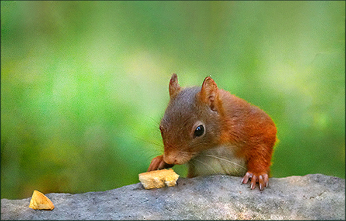 Eichhörnchen