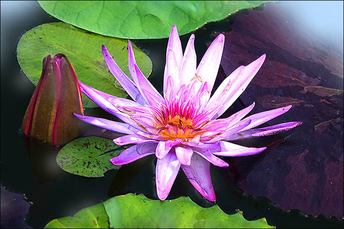 Seerose