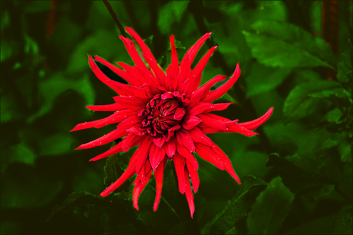 Rote Sterndahlie