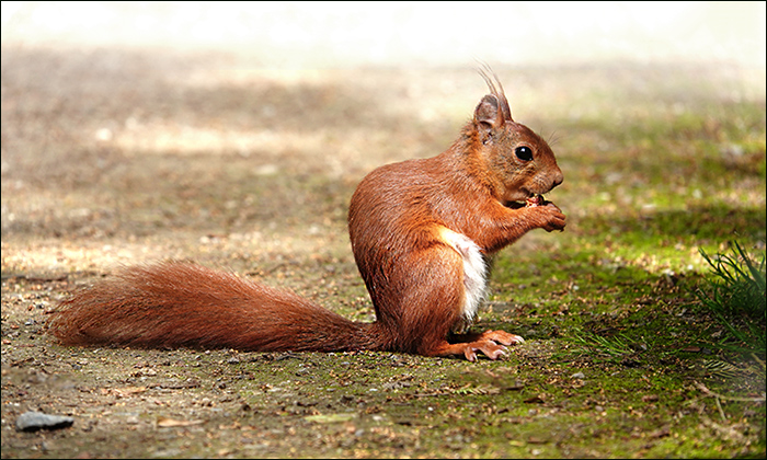 Eichhörnchen