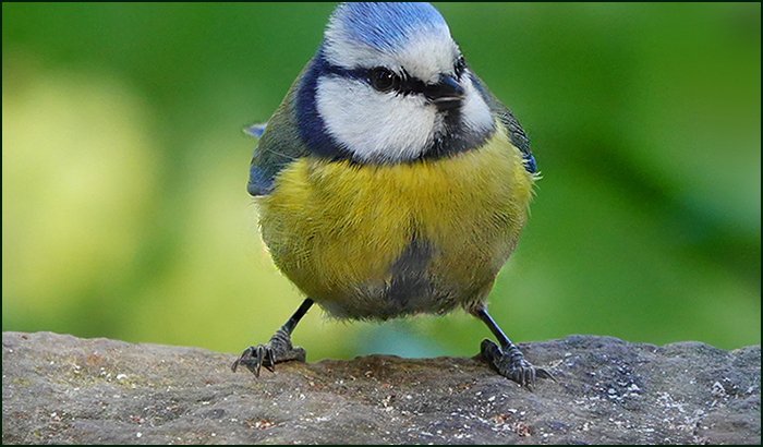 Blaumeise