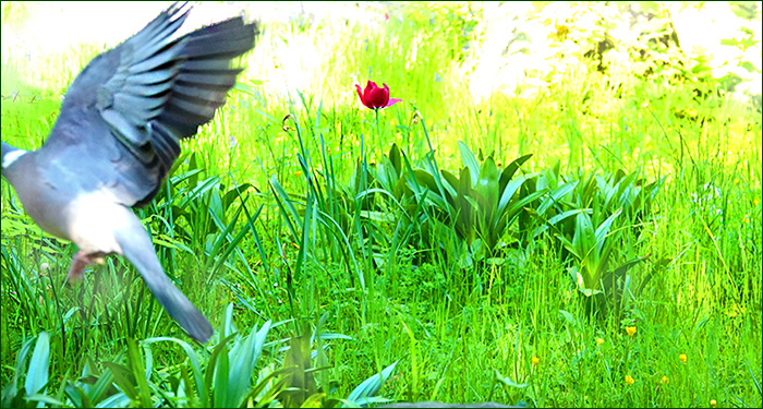 Taube im Vorbeiflug