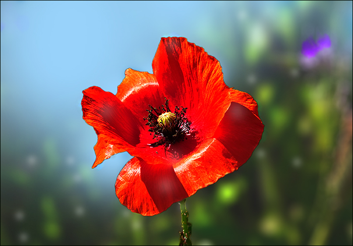 Mohn