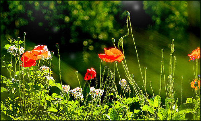 Sommerwiese