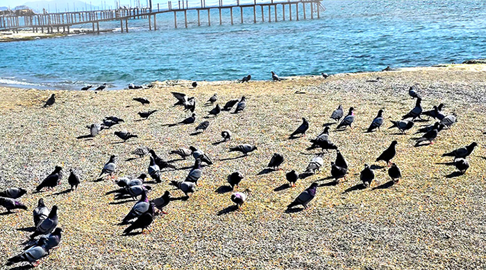 Grüße von Freunden aus der Türkei