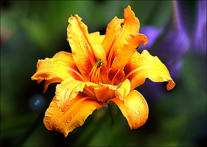 Lilienart