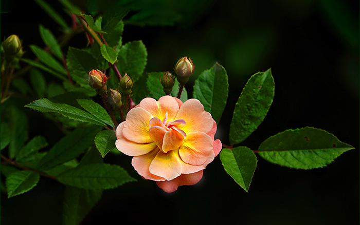 Rosenzweig