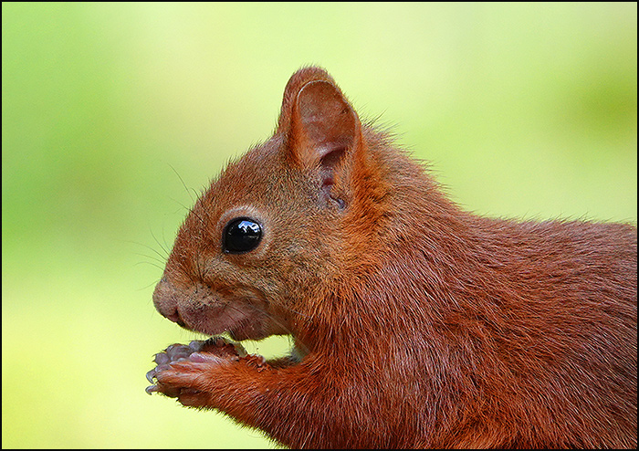 Eichhörnchen