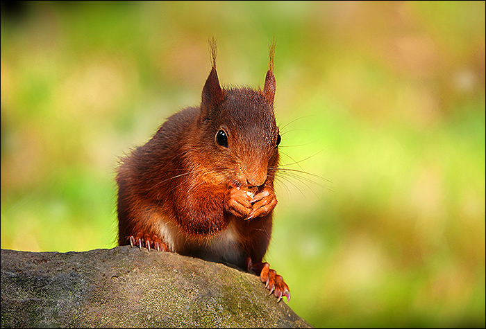Eichhörnchen