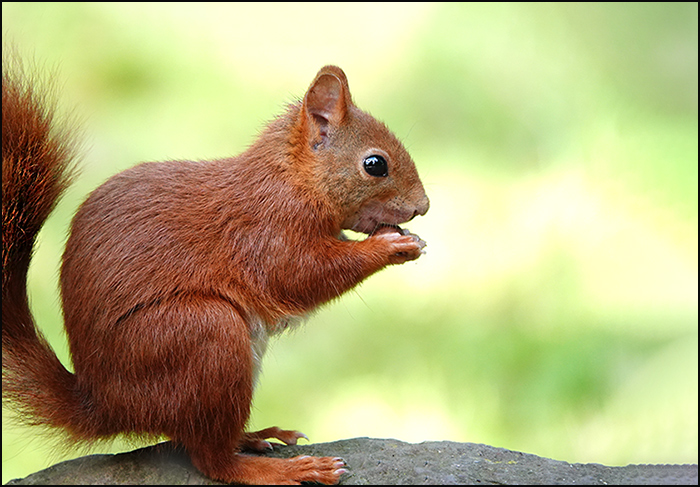 Eichhörnchen