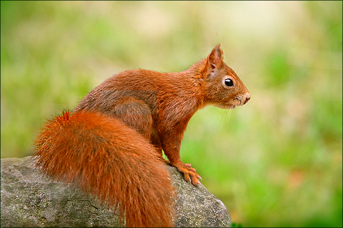 Eichhörnchen