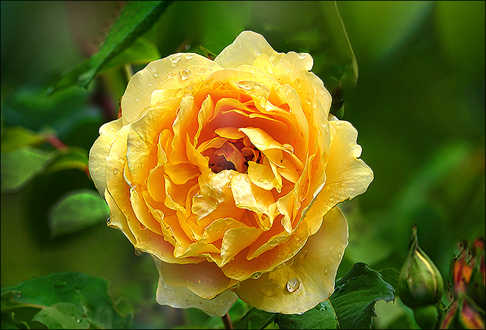 Teerose