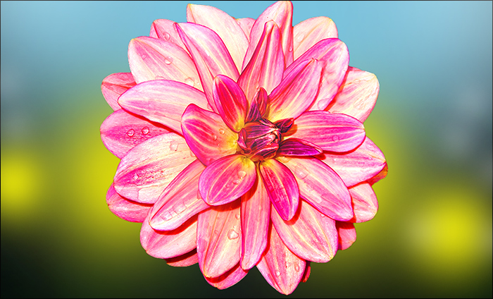 Dahlie