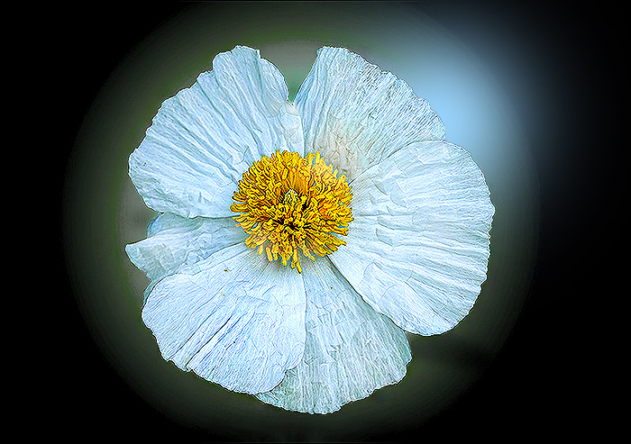 Baummohn