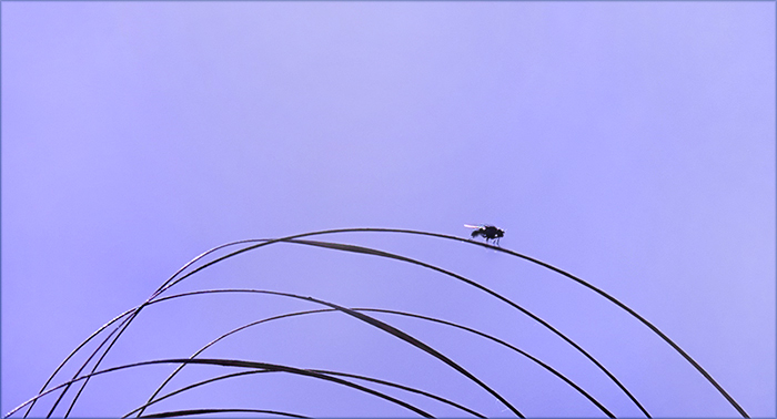 Eine Fliege auf dem Grashalm