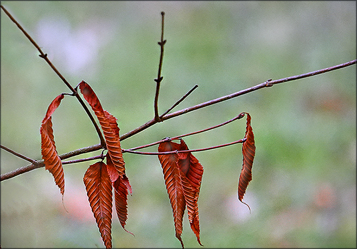 Zweige mit verwelkten Blättern