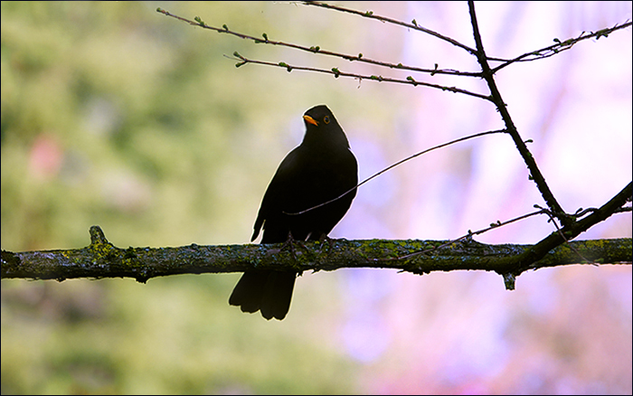 Amsel